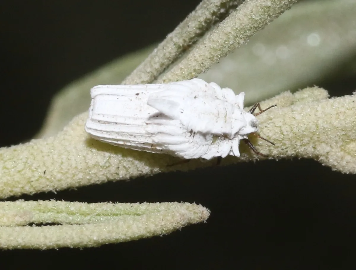 Atriplex Ensign Scale - photo 3