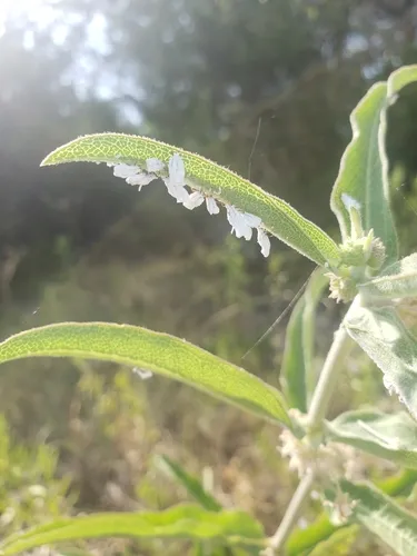 Orthezia solidaginis