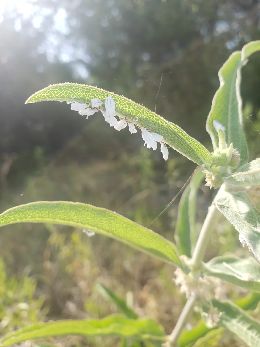 Orthezia solidaginis - photo 2