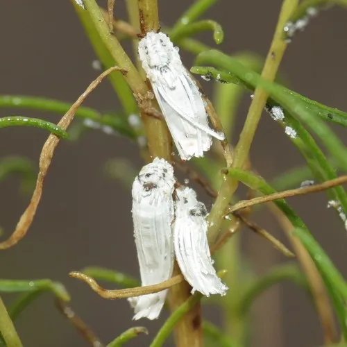 Orthezia sonorensis