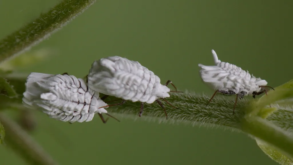 Nettle Ensign Scale - photo 2
