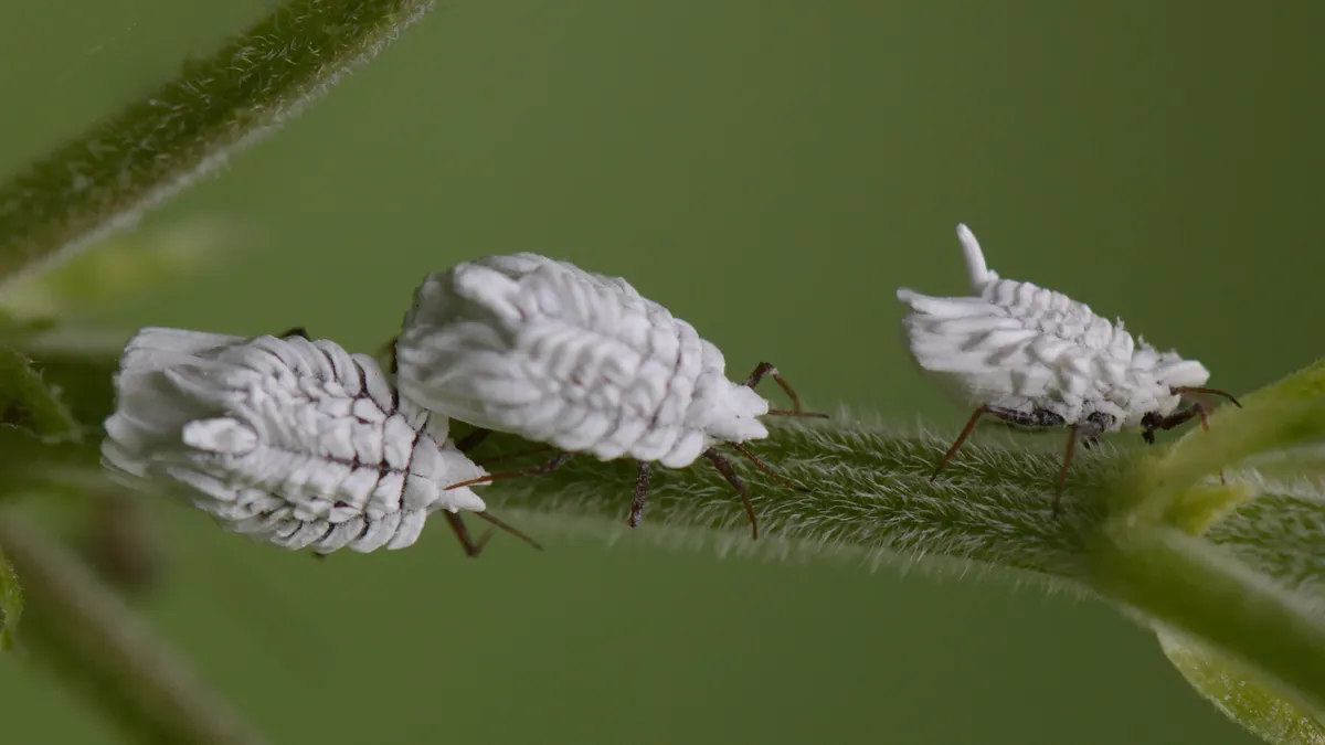 Nettle Ensign Scale - photo 3