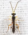 Orthocentrus sannio - Orthocentrus sannio