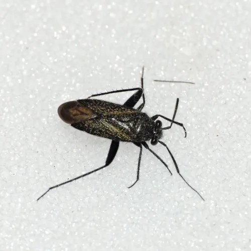 Orthocephalus coriaceus