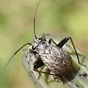 Orthocephalus saltator - photo 2