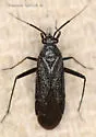 Orthocephalus saltator - photo 3