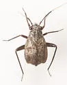 Orthocephalus saltator - photo 4