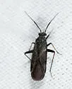 Orthocephalus saltator - photo 5