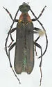 Orthochoriolaus chihuahuae - Orthochoriolaus chihuahuae
