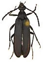 Orthochoriolaus chihuahuae - photo 2