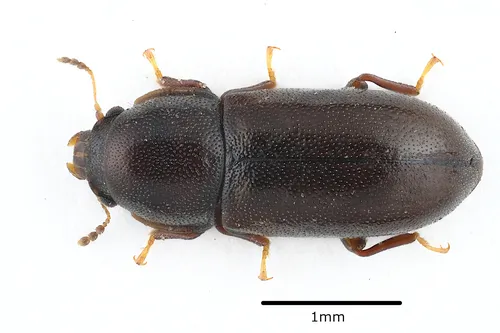 Orthocis alni