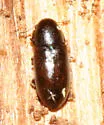 Orthocis punctatus