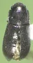 Orthocis punctatus - photo 2