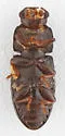 Orthocis punctatus - photo 3