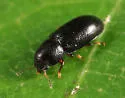 Orthocis punctatus - photo 4