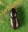 Orthocis punctatus - photo 5