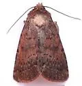 Orthodes adiastola - Hodges#10588