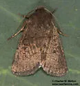 Orthodes adiastola - Hodges#10588 - photo 2