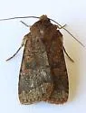Orthodes adiastola - Hodges#10588 - photo 3