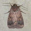 Orthodes adiastola - Hodges#10588 - photo 4
