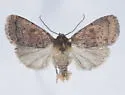 Orthodes adiastola - Hodges#10588 - photo 5