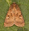 Orthodes bolteri - Hodges#10589