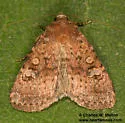 Orthodes bolteri - Hodges#10589 - photo 3