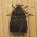 Cynical Quaker - Hodges#10587 - photo 2