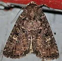 Goodell's Arches Moth - Hodges#10289