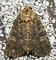 Goodell's Arches Moth - Hodges#10289 - photo 2
