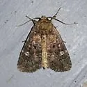 Goodell's Arches Moth - Hodges#10289 - photo 3
