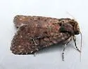 Goodell's Arches Moth - Hodges#10289 - photo 5