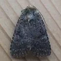 Orthodes noverca - Hodges#10282 - photo 4