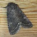 Orthodes obscura - Hodges#10290