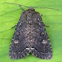 Orthodes obscura - Hodges#10290 - photo 2