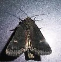 Orthodes obscura - Hodges#10290 - photo 3
