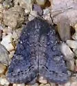 Orthodes obscura - Hodges#10290 - photo 4