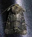 Orthodes obscura - Hodges#10290 - photo 5