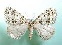 Orthofidonia exornata - Hodges#6429