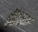 Orthofidonia exornata - Hodges#6429 - photo 2