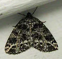 Yellow-veined Geometer Moth - Hodges#6430 - Orthofidonia flavivenata