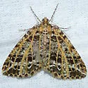 Yellow-veined Geometer Moth - Hodges#6430 - photo 2