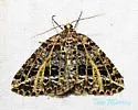 Yellow-veined Geometer Moth - Hodges#6430 - photo 3