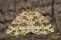 Yellow-veined Geometer Moth - Hodges#6430 - photo 4