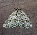Marbled Wave - Hodges#6428 - photo 2