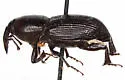 Orthognathus subparallelus - Orthognathus subparallelus