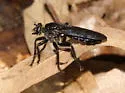 Orthogonis stygia - Orthogonis stygia