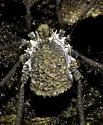 Ortholasma rugosum - photo 2