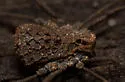 Ortholasma rugosum - photo 4