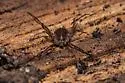 Ortholasma rugosum - photo 5